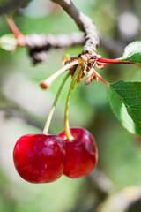 Red Cherries on Branches
