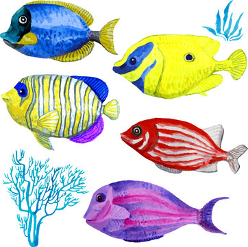 Set of marine fish isolated on white background