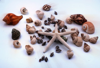 In selective focus of the starfish put on mixed seashell,on white background ,in abstract design,blurry light around.