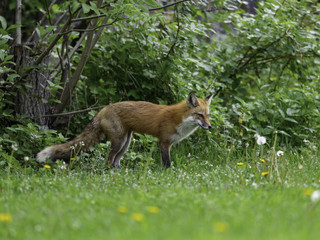 Red Fox Female Vixen Portrait on Green Grass in Spring