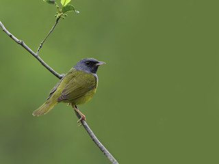 Mourning Warbler in Spring