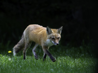Fototapeta premium Red Fox Female Vixen Portrait on Green Grass in Spring