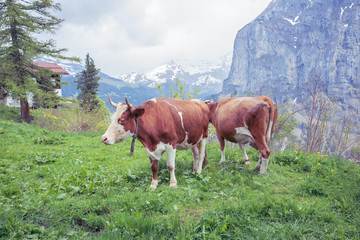 Naklejka na ściany i meble Cows are eating grass on the mountain in Switzerland.