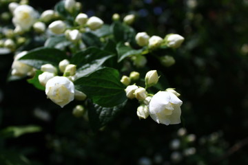 Jasmin
