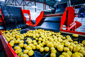 Potato sorting, processing and packing factory
