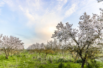 Fototapeta premium Almond tree with white flowers fully blooming grove with sunset blue purple yellow orange picturesque sky sun hiding behind a cloud copy space