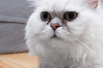 Standing persian chinchilla cat silver shade with gum in the eye, close-up