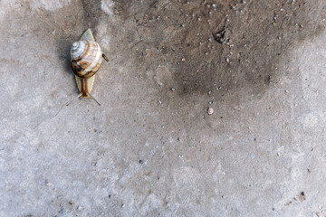 Garden snail, on the gray road top view background, creeps up, slow but sure achievement of purpose, close up