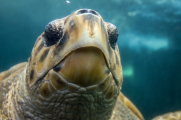 Face of big turtle in oceanarium