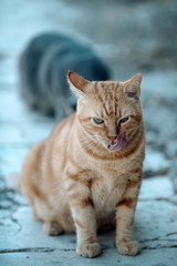 Ginger cat lick with tongue. Cute kitten sit outdoor. Domestic cat outdoor. Pet and animal. Pet shop or veterinary