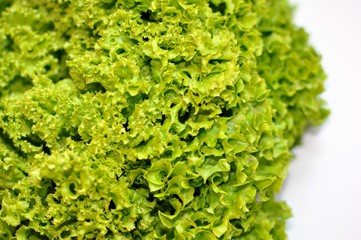 Closeup green lettuce salad on white background