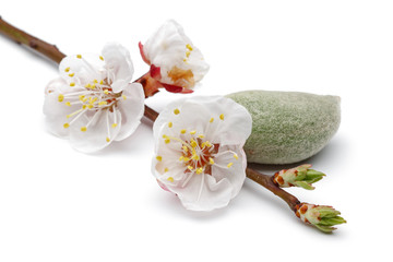 Almond flower