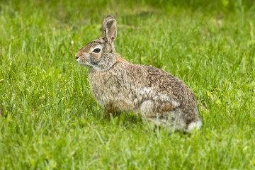 Eastern Cottontail