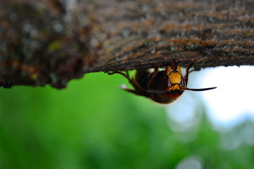 Vespa, European hornet, Vespa crabro