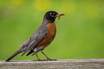 Robin bird with bugs in its beak