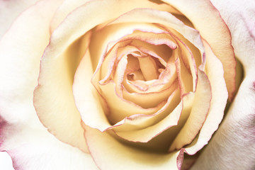 Fototapeta premium Rose Closeup
