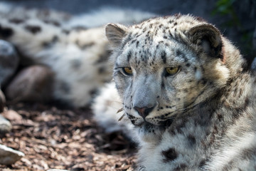 Resting snow leopard
