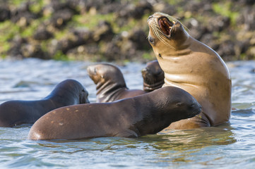 Fototapeta premium Mother and baby sea lion, Patagonia