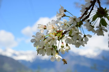 Blüte eines Kirschbaumes vor verschneiten Bergen