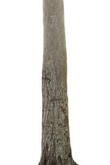 Tree trunk isolated on white background. This has clipping path. © yotrakbutda