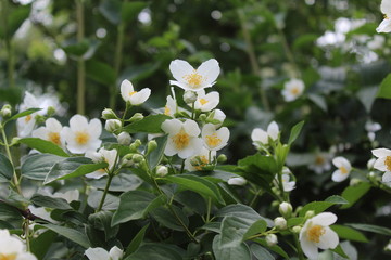 Jasmin