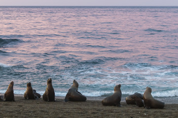 Fototapeta premium Sea Lions, Patagonia, Argentina