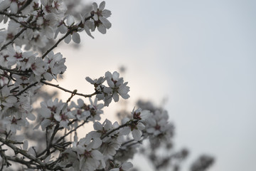 Almond tree in full white flowers blossom on left side with blue sky background copy space closeup