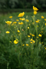 buttercup flowers on a meadow