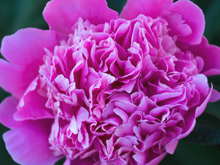 Beautiful pink peony macro close - up. Blooming spring flowers