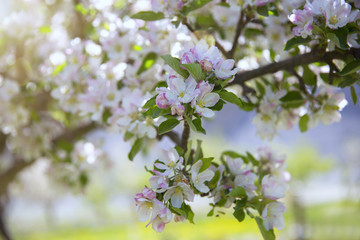 Apple Flower blooming in the garden