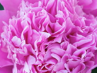 Beautiful pink peony macro close - up. Blooming spring flowers