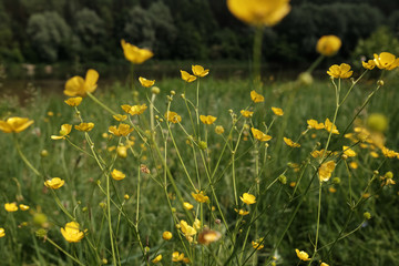 buttercup flowers on a meadow