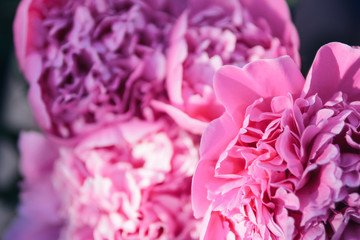 Beautiful pink peony macro close - up. Blooming spring flowers