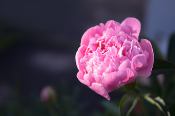 Pink peony on a beautiful background with copyspace for a postcard or desktop