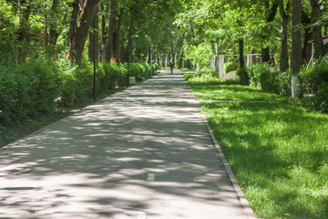 sidewalk walking pavement alley path with trees in park. nature landscape. summer walk.