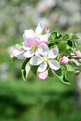 Rosa Blüten eines Apfelbaumes