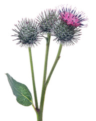 bloom and two burdock buds isolated on white