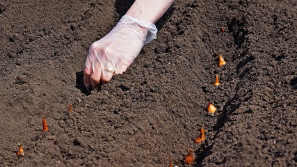 Spring, vegetable garden. Landing onions in the ground.