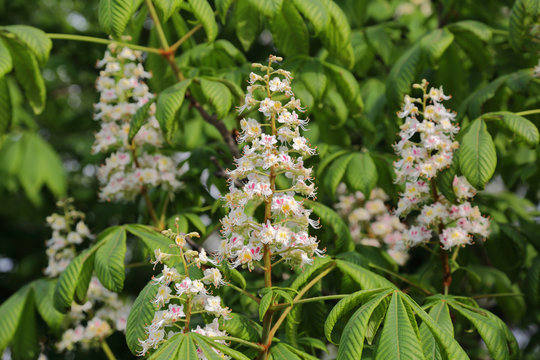 Bright white-pink flowers of blossoming deciduous chestnut tree
