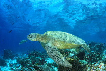 Obraz premium Turtle isolated. Green Sea Turtle on white background 