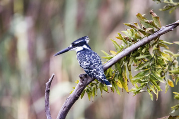 A Kingfisher on a branch with blurred bushy background