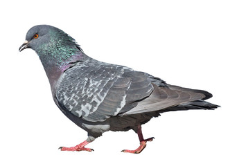 walking dark dove on white background