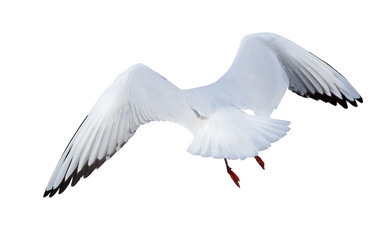 flying black-headed small gull back view