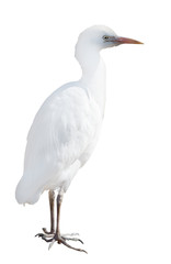 small white isolated heron