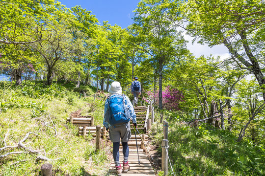新緑の登山道