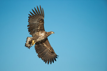 Fototapeta na wymiar Young White-tailed Eagle Hunting