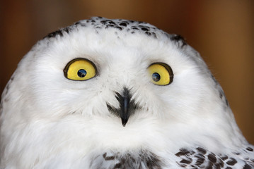 Naklejka premium white and black polar owl portrait