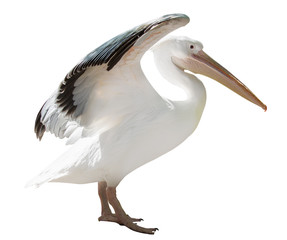 large pelican with open wings isolated on white - obrazy, fototapety, plakaty