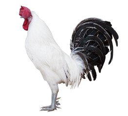 light rooster with black tail on white