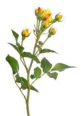 beautiful rose with seven lemon and orange buds